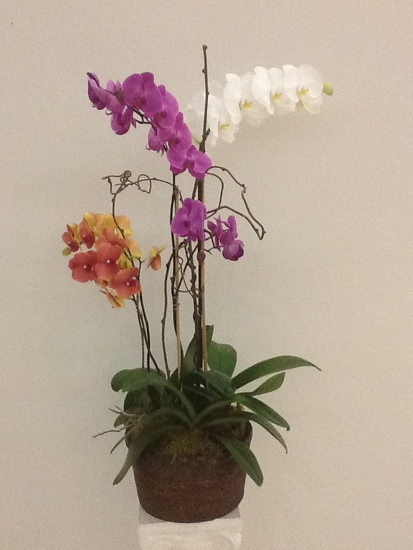 Triple stem orchid plant 