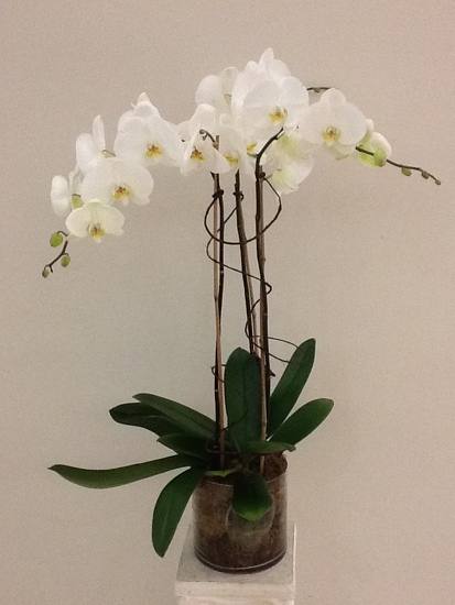 Double stem orchid plant