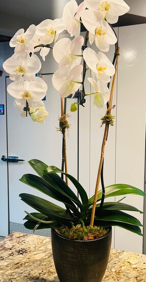 Waterfall cascade orchid plant