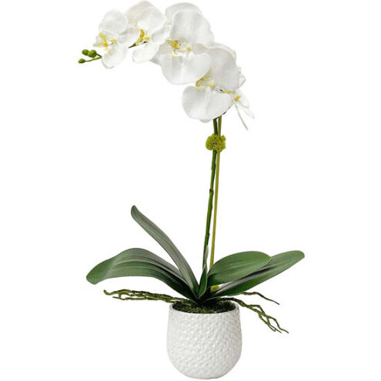 Orchid plant 